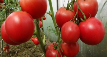 Popis odrůdy rajčat hojné f1, její vlastnosti